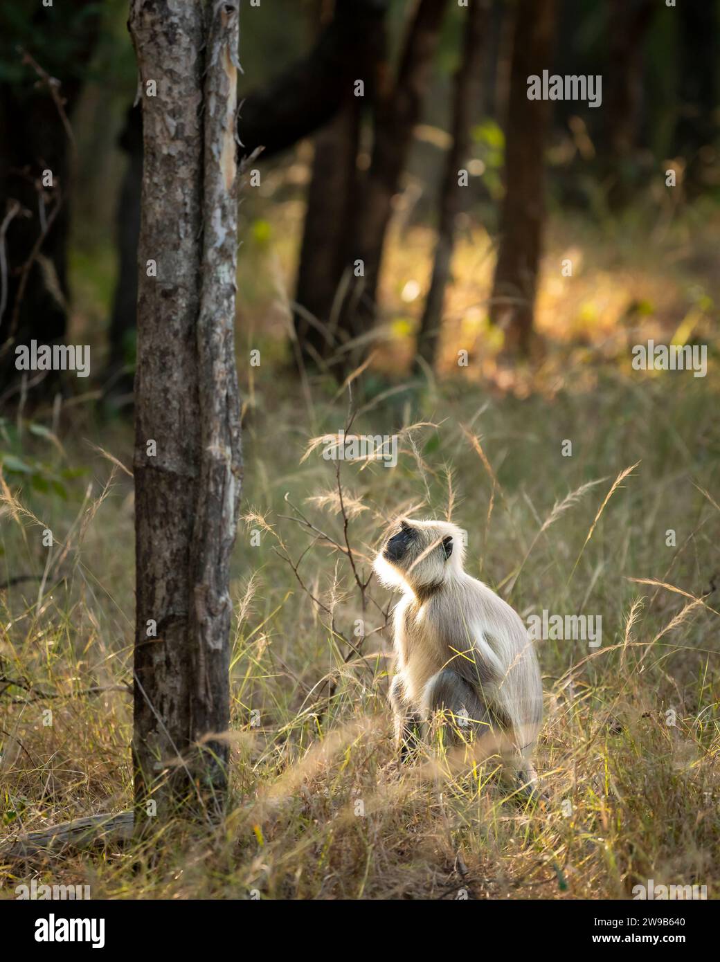 Pianure settentrionali langur grigio o langur sacro del Bengala e langur di Hanuman specie di primate nella famiglia Cercopithecidae nella stagione invernale, ora d'oro luce Foto Stock