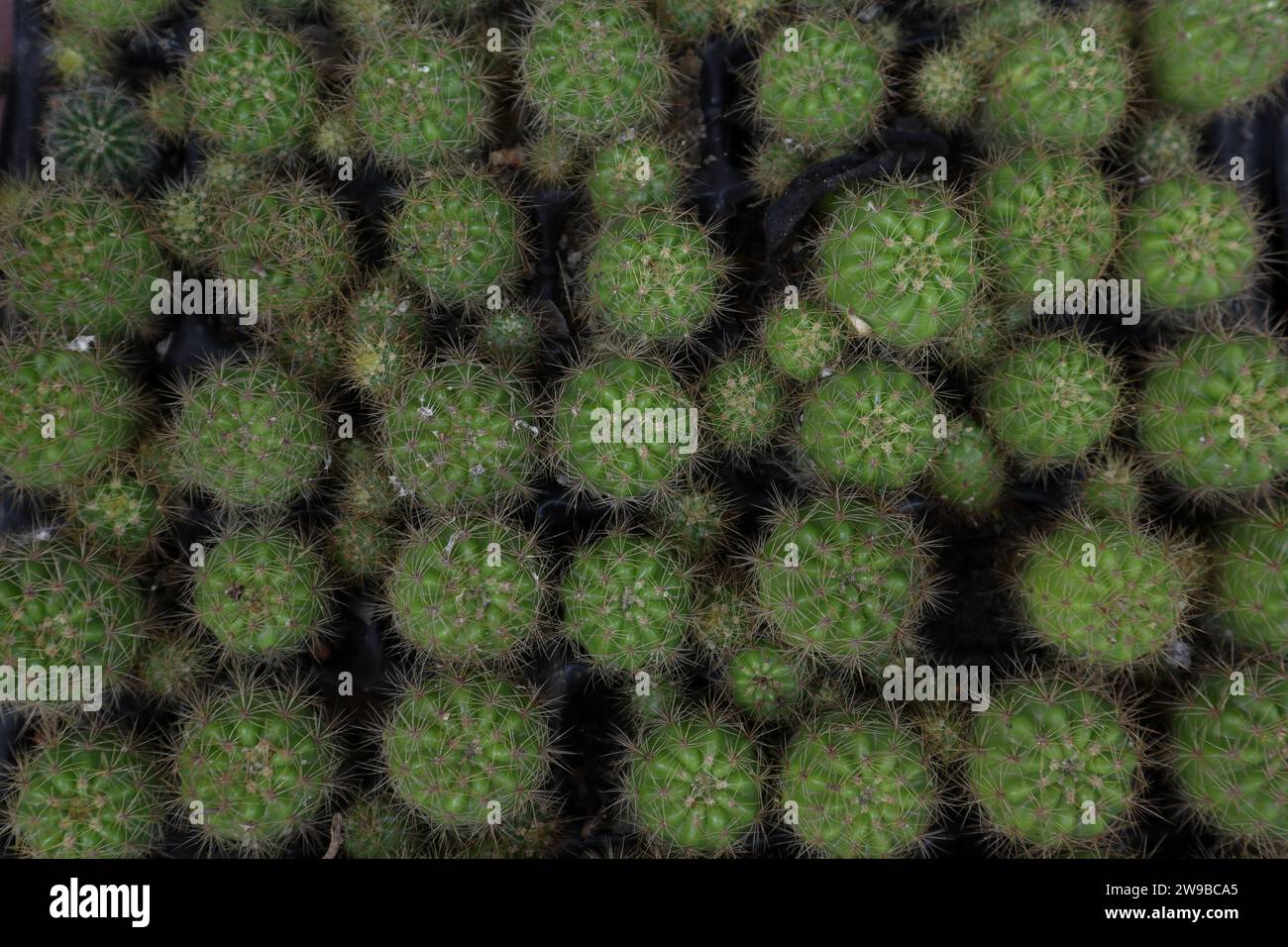 Una vista delle piccole piante di cactus appartengono al genere Kroenleinia sta crescendo in un vassoio nero di piantine dall'alto. Queste sono piante di cactus ornamentali Foto Stock