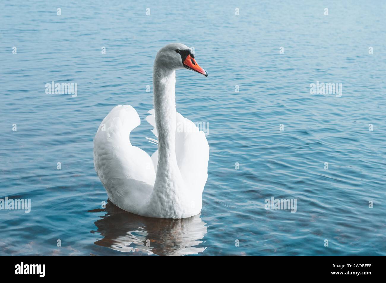 Il bel cigno nuota sul lago al sole del mattino. Simbolo di famiglia, amore, purezza. Supporti misti Foto Stock