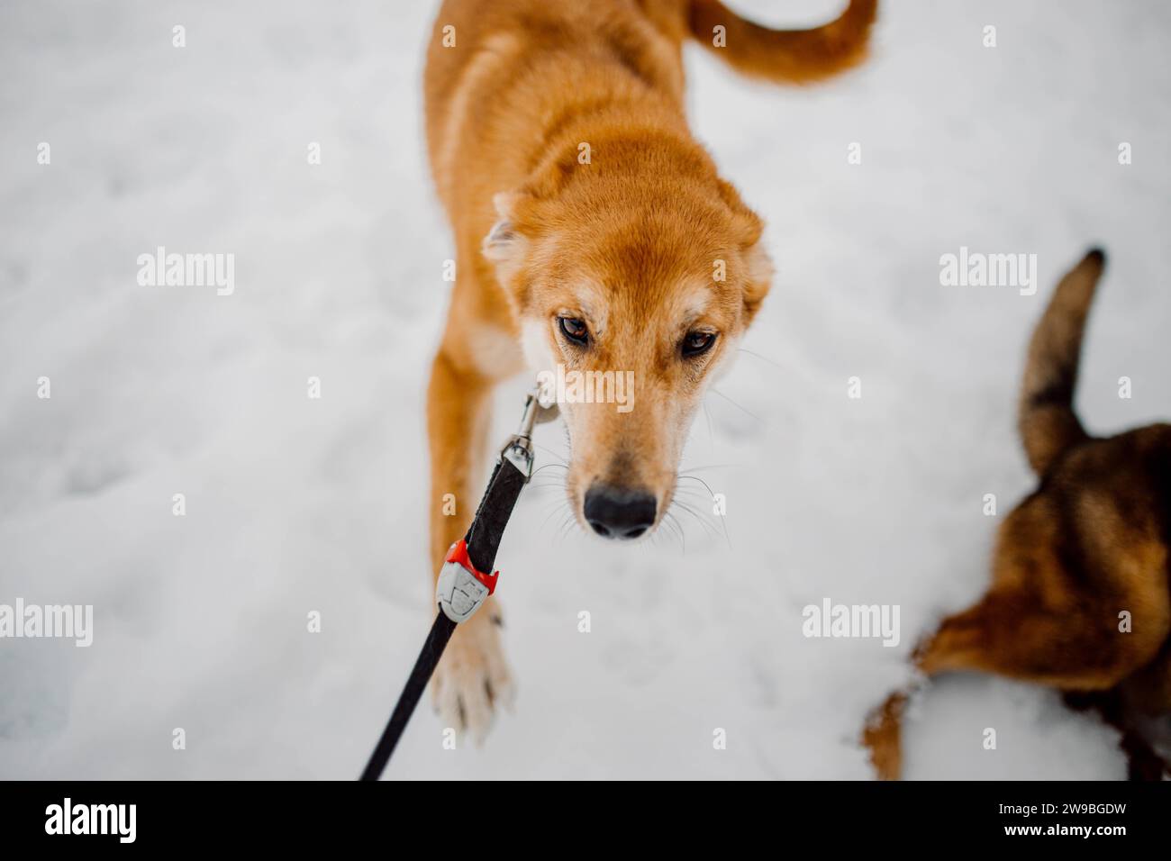 Simpatico mongrel rosso senzatetto che gioca all'aperto in inverno in un rifugio per animali Foto Stock