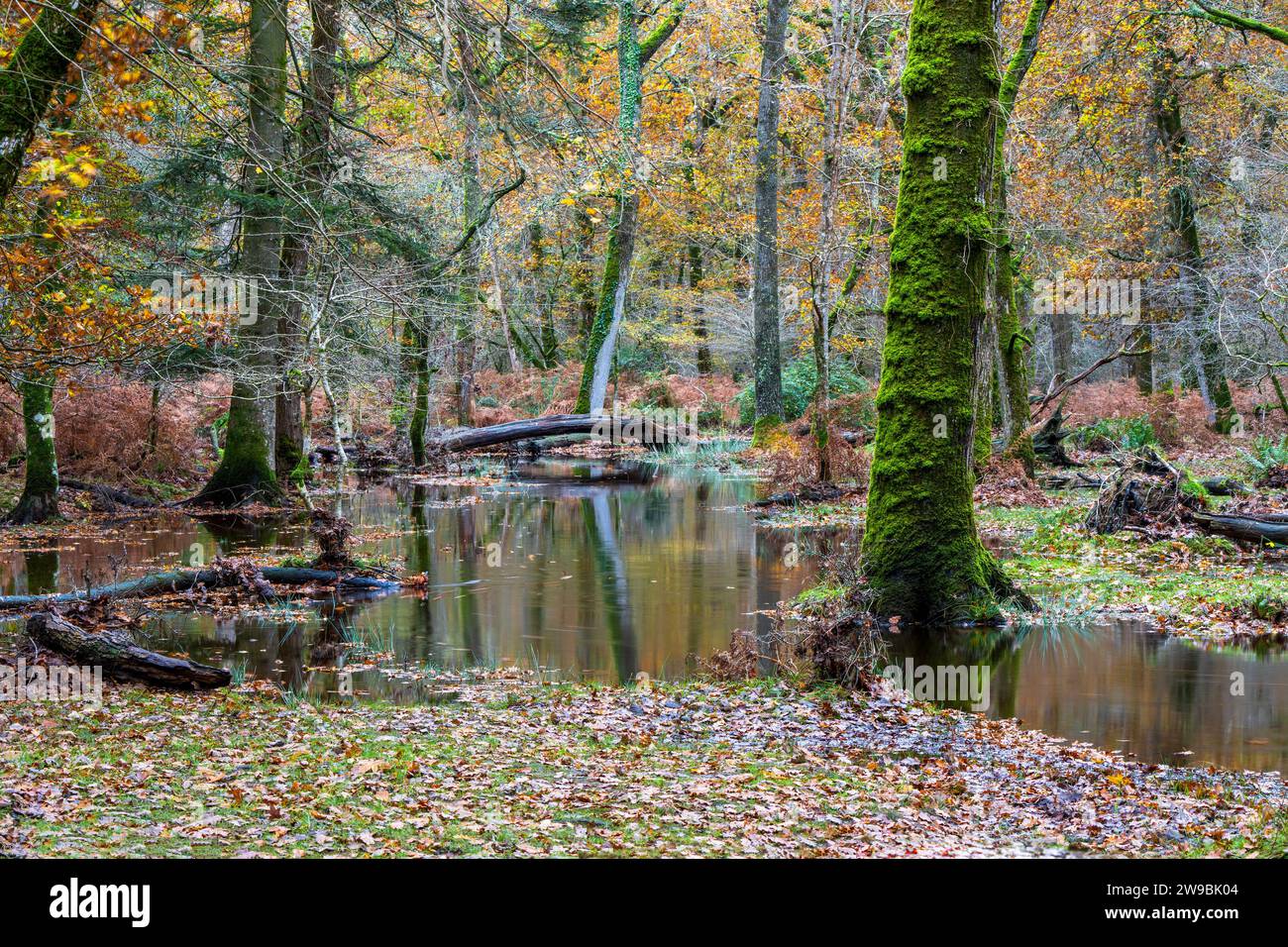 Blackwater Stream nella New Forest dopo una forte pioggia, Brockenhurst, Hampshire, Regno Unito Foto Stock