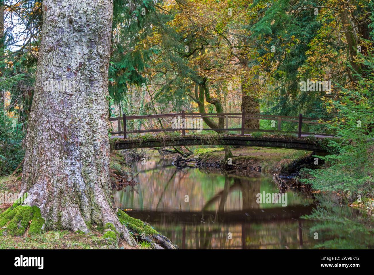 Rhinefield Bridge su Blackwater Stream, Ornamental Drive, Brockenhurst, New Forest, Hampshire, Regno Unito Foto Stock