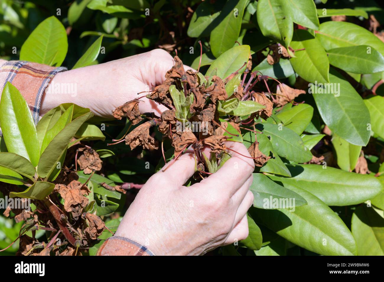 Mani di donna matura in giardino per rimuovere fiori morti di rododendro Foto Stock