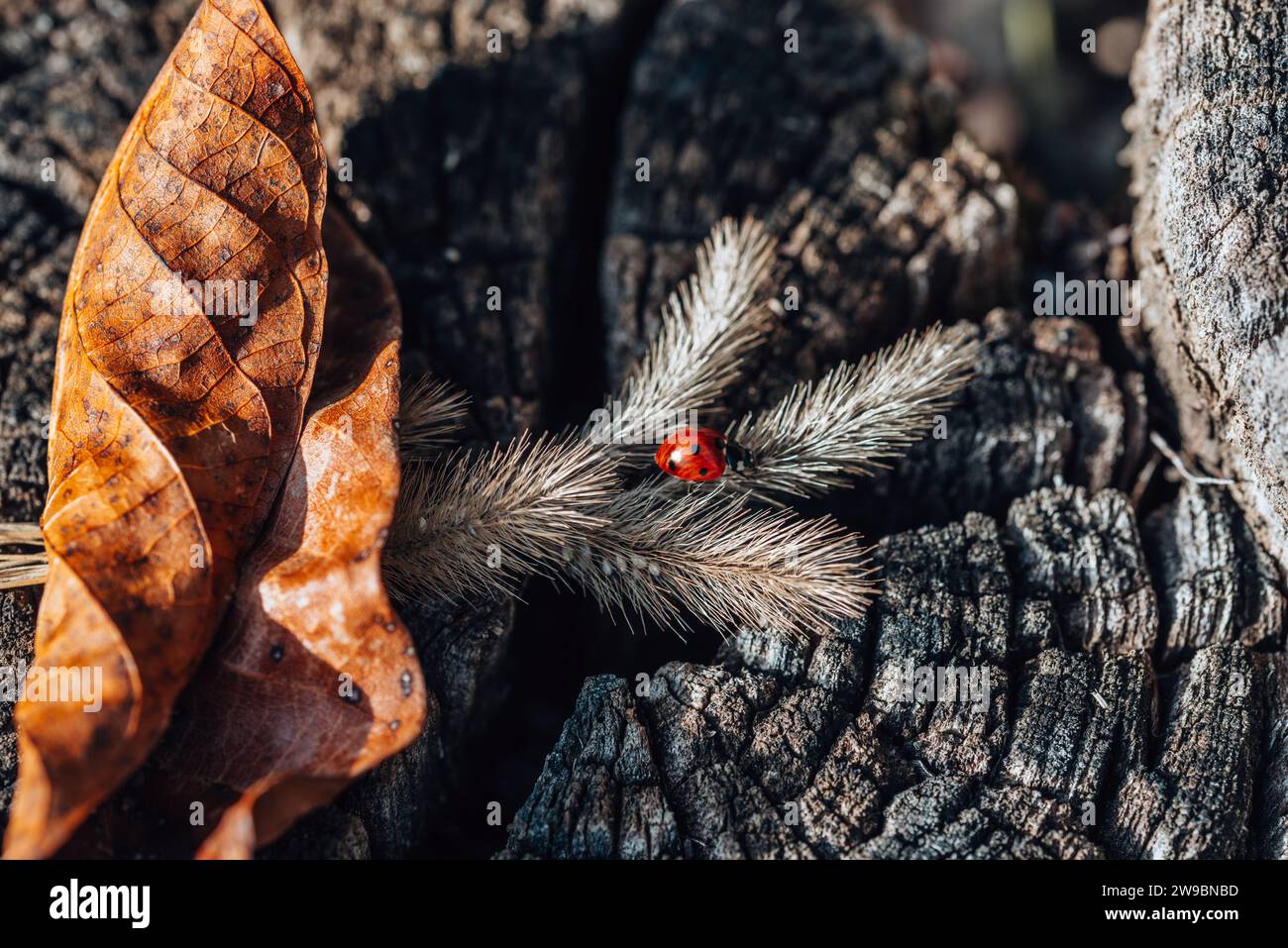 Ladybird su orecchie asciutte di erba, primo piano su foglie marroni asciutte sullo sfondo della struttura del legno Foto Stock