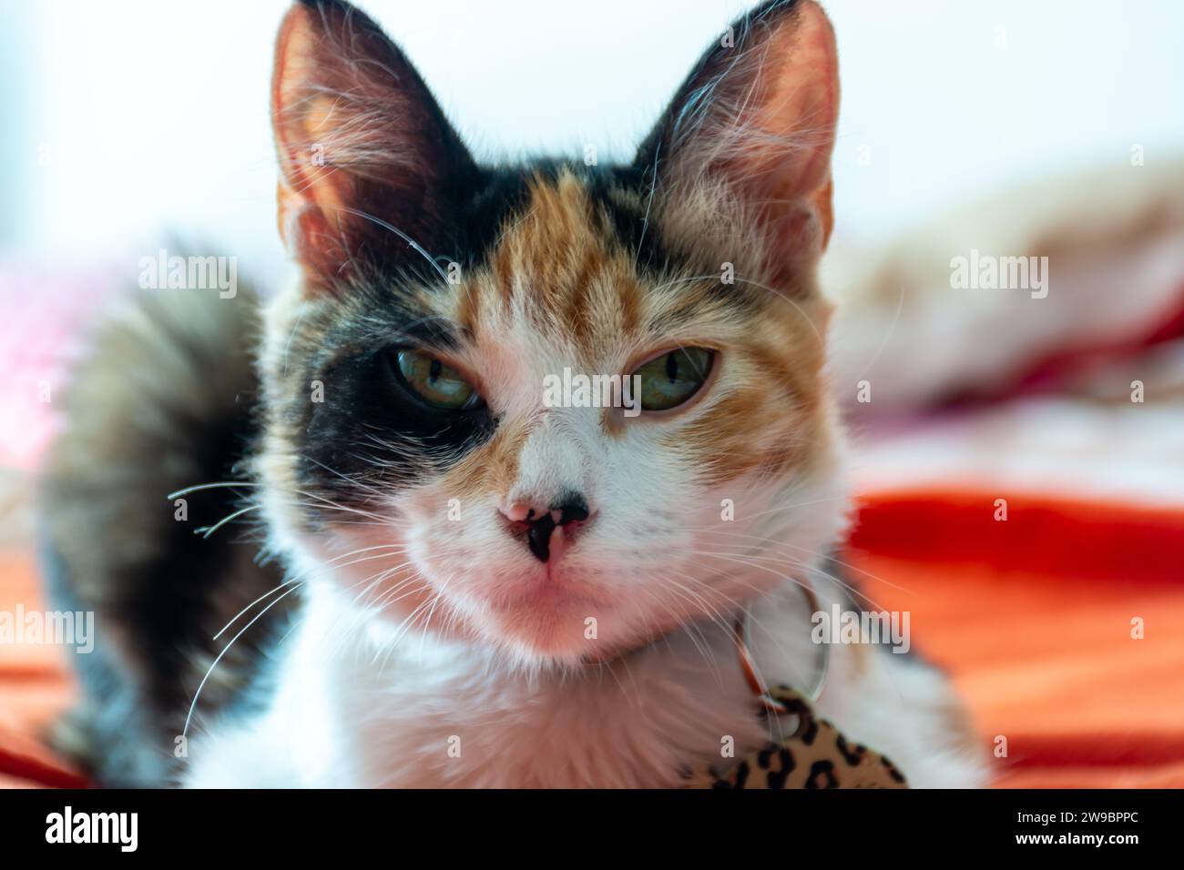 Un adorabile felino che si rilassa su un letto indossando una cravatta con stampa leopardata alla moda Foto Stock