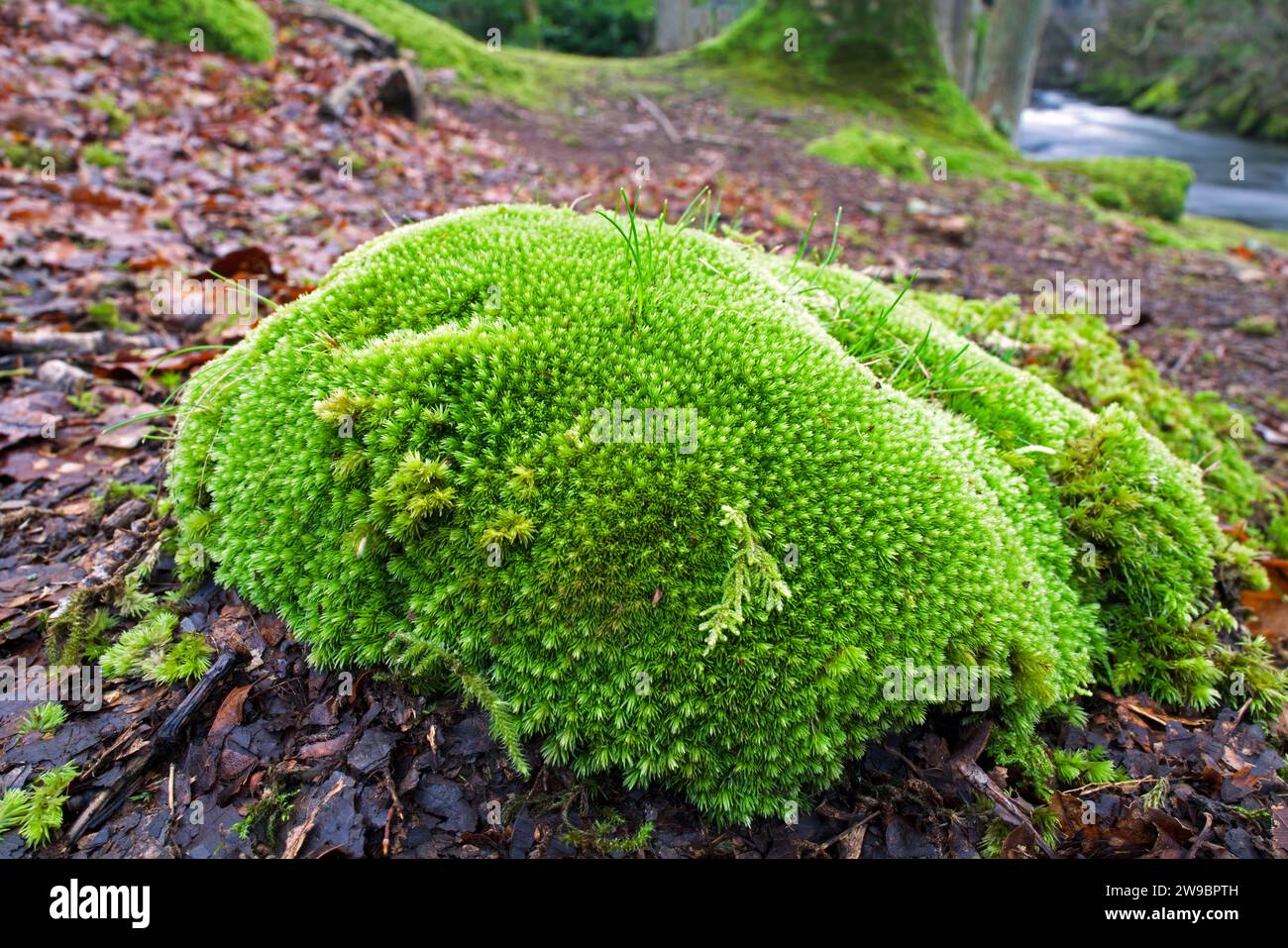 Il Leucobryum glaucum (muschio di cuscino spinotto) si trova nelle foreste temperate dell'emisfero settentrionale sia in Europa che in Nord America. Foto Stock