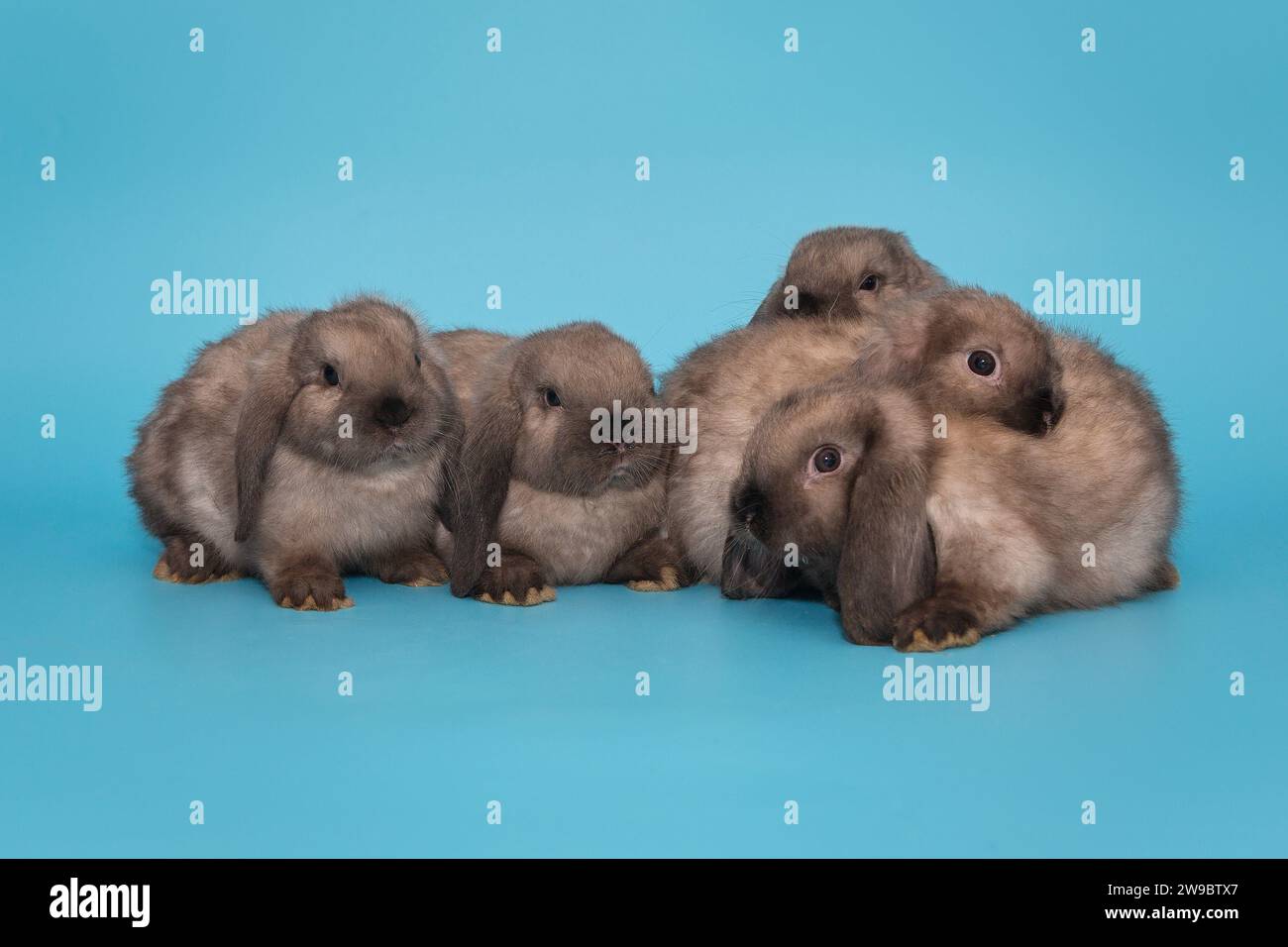 Cinque piccoli conigli dalle orecchie pieghevoli sono seduti in un mucchio, su uno sfondo blu Foto Stock