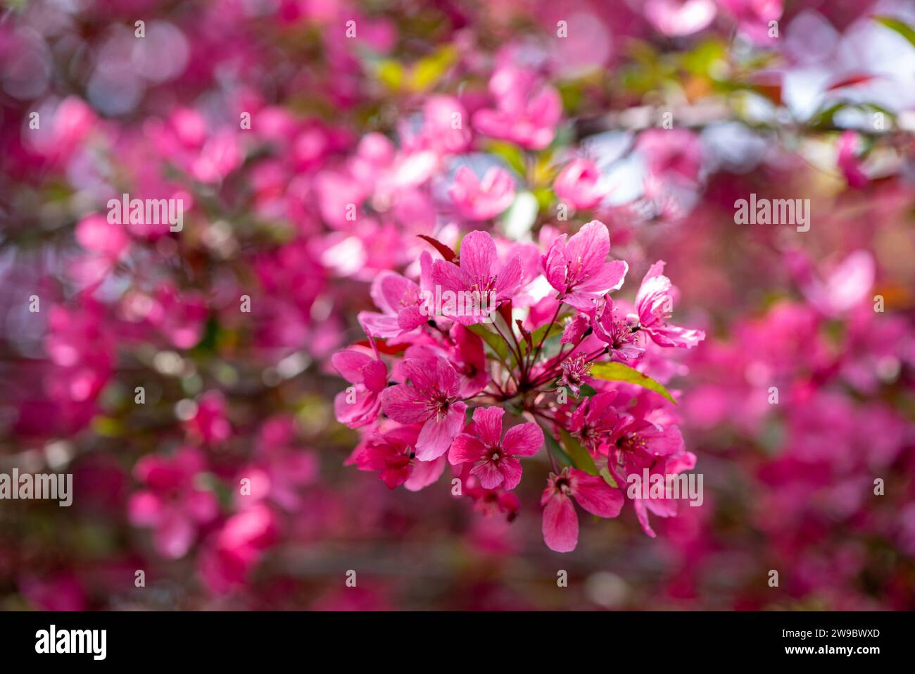 primi piani dei gruppi di fiori rosa Foto Stock