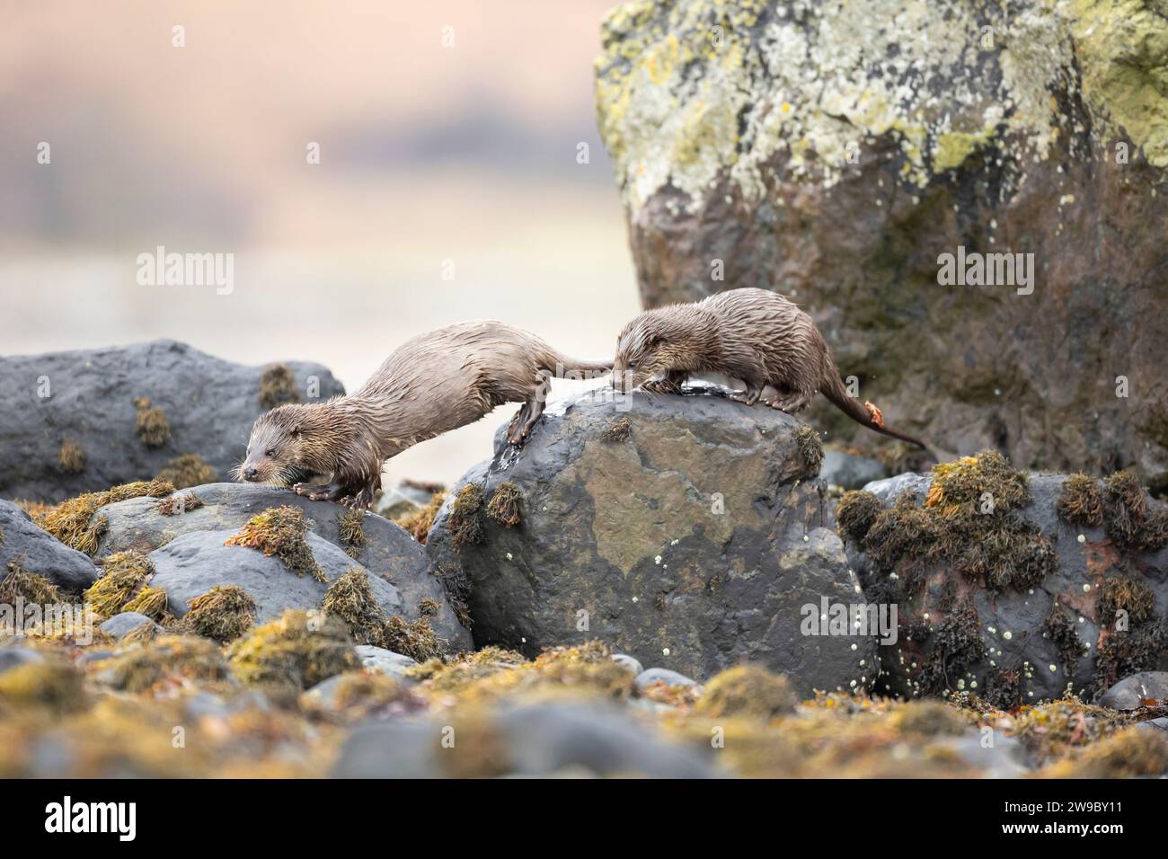 Lontra europea (Lutra lutra) a caccia di mamma e cuccioli in un lago scozzese Foto Stock