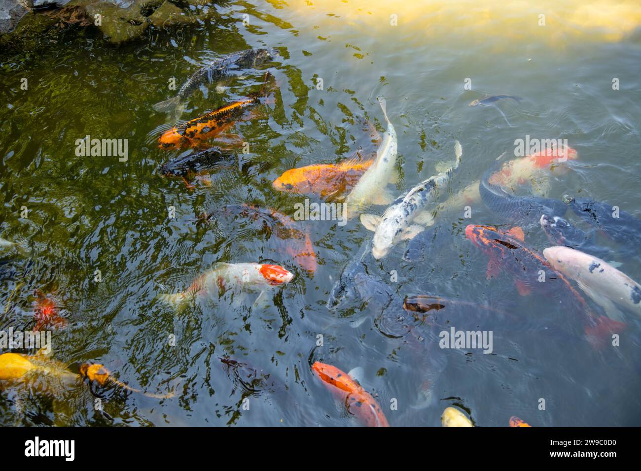 pesci koi colorati nello stagno Foto Stock
