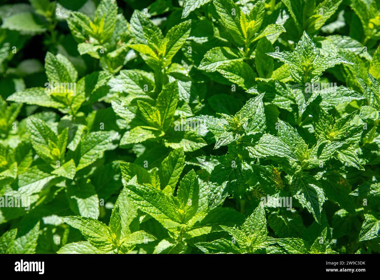 pianta della menta Foto Stock