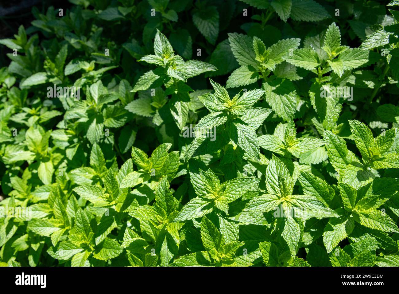 pianta della menta Foto Stock