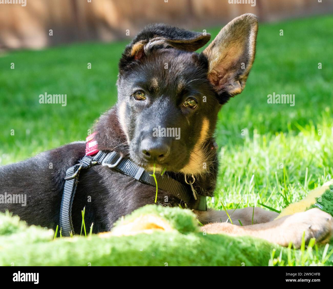 Osserva da vicino il cucciolo del pastore tedesco all'aperto sotto il sole, guardando direttamente la macchina fotografica con l'erba in bocca. Foto Stock