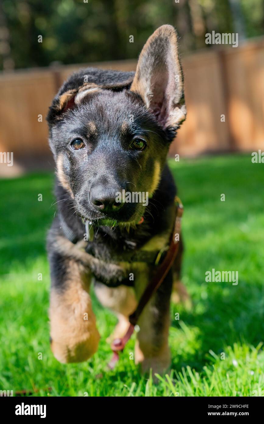 Il cucciolo di pastore tedesco bicolore più carino che corre dritto davanti alla macchina fotografica, con un contatto visivo. Foto Stock