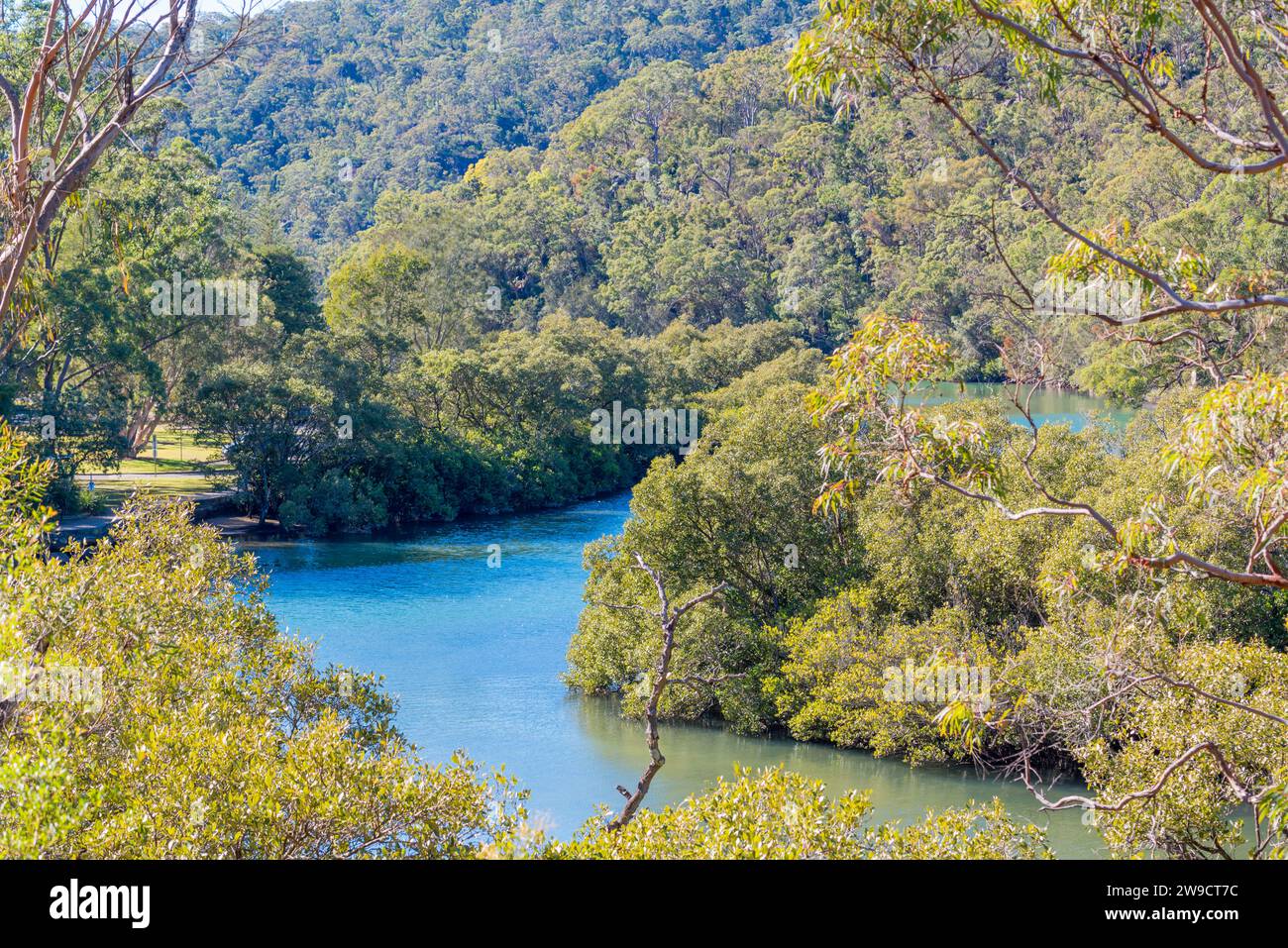 Cockle Creek a Bobbin Head nel Ku-ring-GAI Chase National Park nel nord di Sydney, Australia, si snoda lungo una valle di alberi di eucalipto Foto Stock