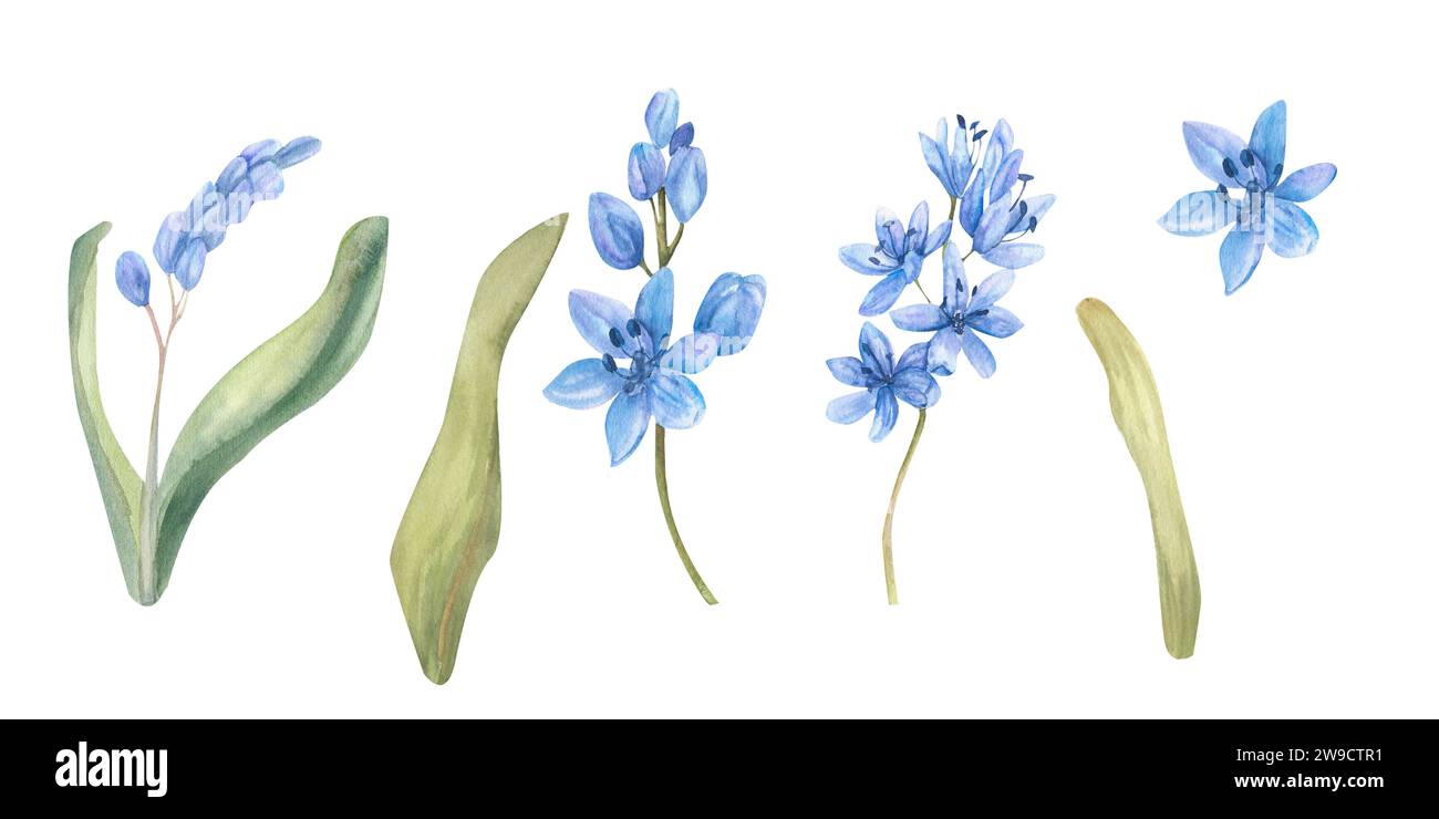 Set di fiori blu primaverili acquerelli. Collezione floreale disegnata a mano con fiori lilla, foglie verdi, elementi isolati, clip art per invito, g Foto Stock