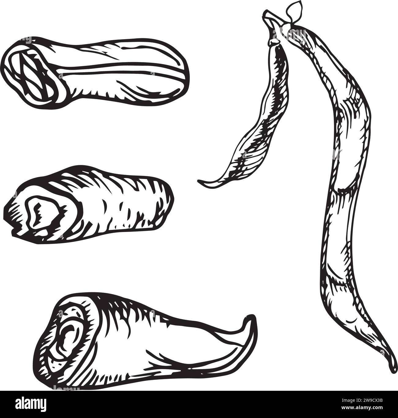 Illustrazione del vettore di piante di fagioli neri isolata su bianco. Cialda di fagioli verdi disegnata a mano. Fagioli e cialde con grafica in bianco e nero. Per progettarmi Illustrazione Vettoriale