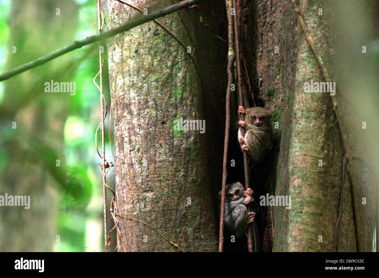 Due individui del tarsiere spettrale di Gursky (Tarsius spectrumgurskyae), un primate notturno, sono visibili in piena luce del giorno sul loro nido nella foresta pluviale della riserva naturale di Tangkoko, Sulawesi settentrionale, Indonesia. L'International Union for Conservation of Nature (IUCN) conclude che l'aumento delle temperature ha portato, tra l'altro, a cambiamenti ecologici, comportamentali e fisiologici nelle specie animali e nella biodiversità. "Oltre all'aumento dei tassi di malattie e di habitat degradati, il cambiamento climatico sta anche causando cambiamenti nelle specie stesse, che minacciano la loro sopravvivenza", hanno scritto in... Foto Stock