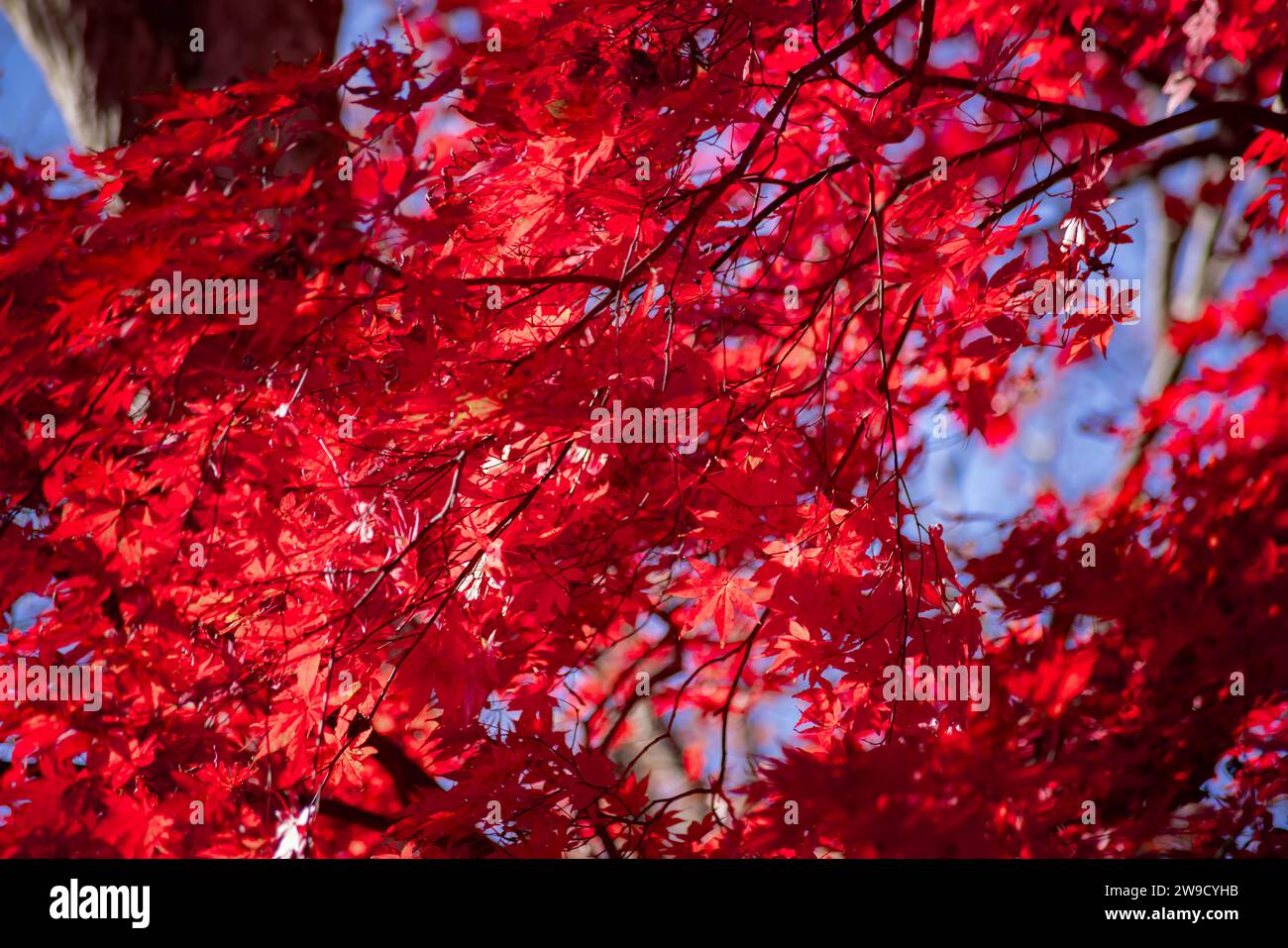 Foglie rosse al parco Kasagiyama momiji a Kyoto in autunno sparato teleshoto Foto Stock