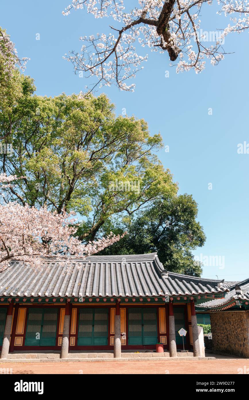 Isola di Jeju, Corea - 29 marzo 2022: Architettura tradizionale Samseonghyeol con fiori di ciliegio primaverili Foto Stock