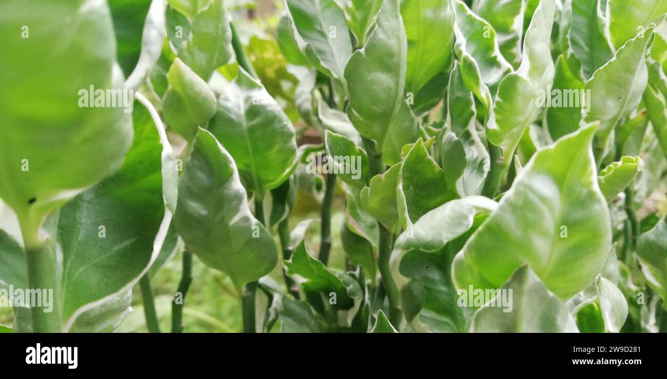 Foglie tropicali in giardino Foto Stock