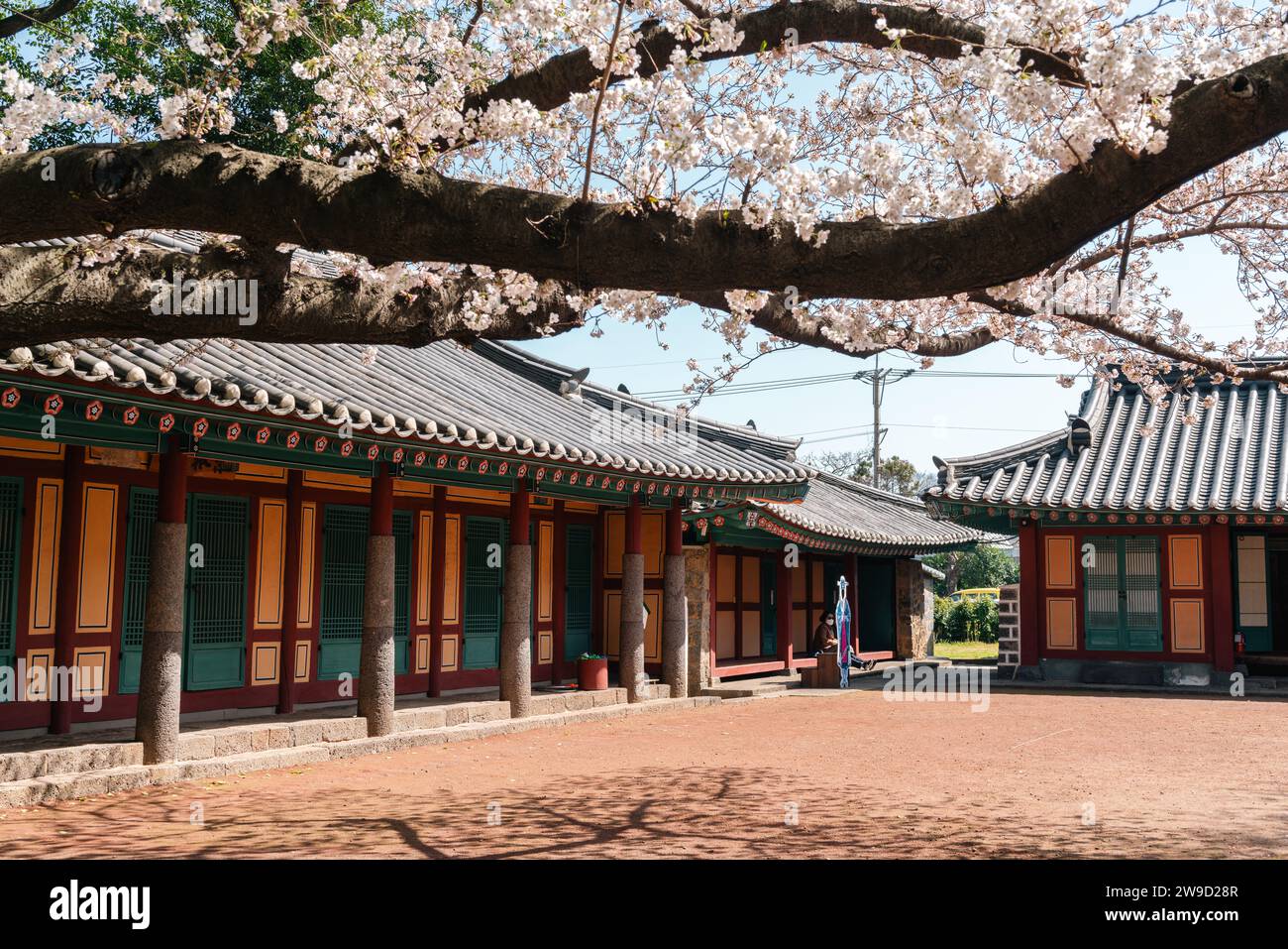 Isola di Jeju, Corea - 29 marzo 2022: Architettura tradizionale Samseonghyeol con fiori di ciliegio primaverili Foto Stock