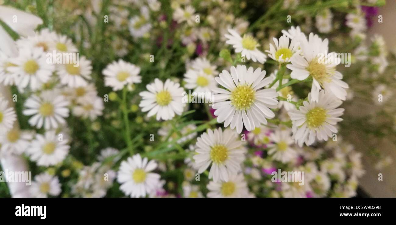 Fiori bianchi decorati su sfondo sfocato Foto Stock