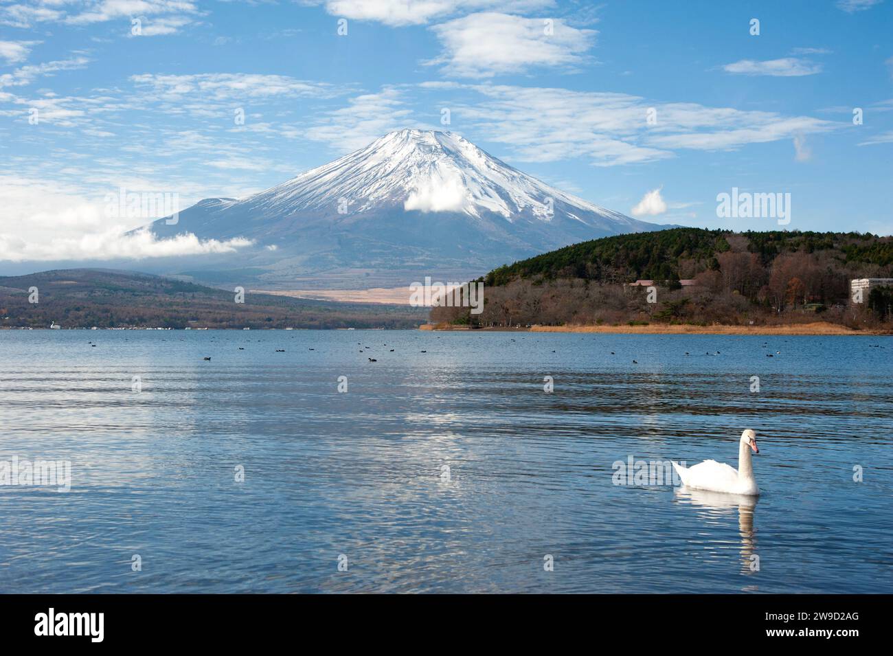 Un singolo cigno nuota sul Lago Yamanaka di fronte al Monte Fuji nella prefettura di Yamanashi in una soleggiata giornata invernale. Foto Stock