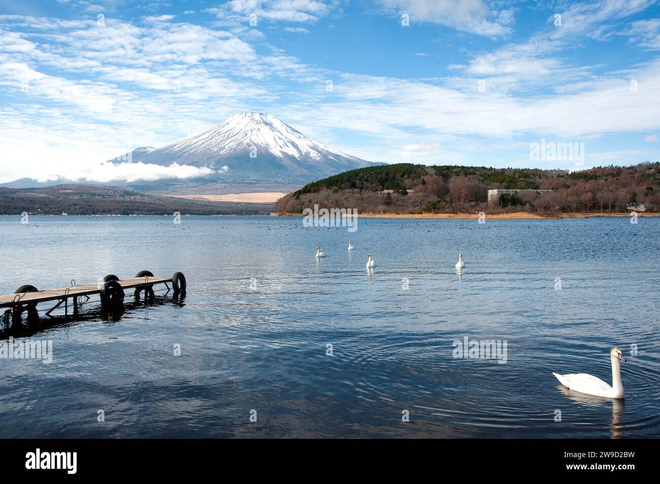 I cigni nuotano sul lago Yamanaka di fronte al monte Fuji nella prefettura di Yamanashi in una soleggiata giornata invernale. Foto Stock