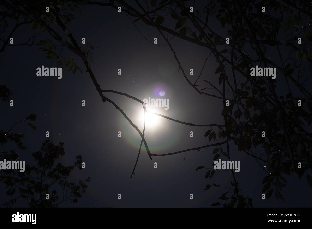 Luna piena attraverso i rami degli alberi con il bagliore della lente rivolto verso l'alto. Fotografia naturale Foto Stock