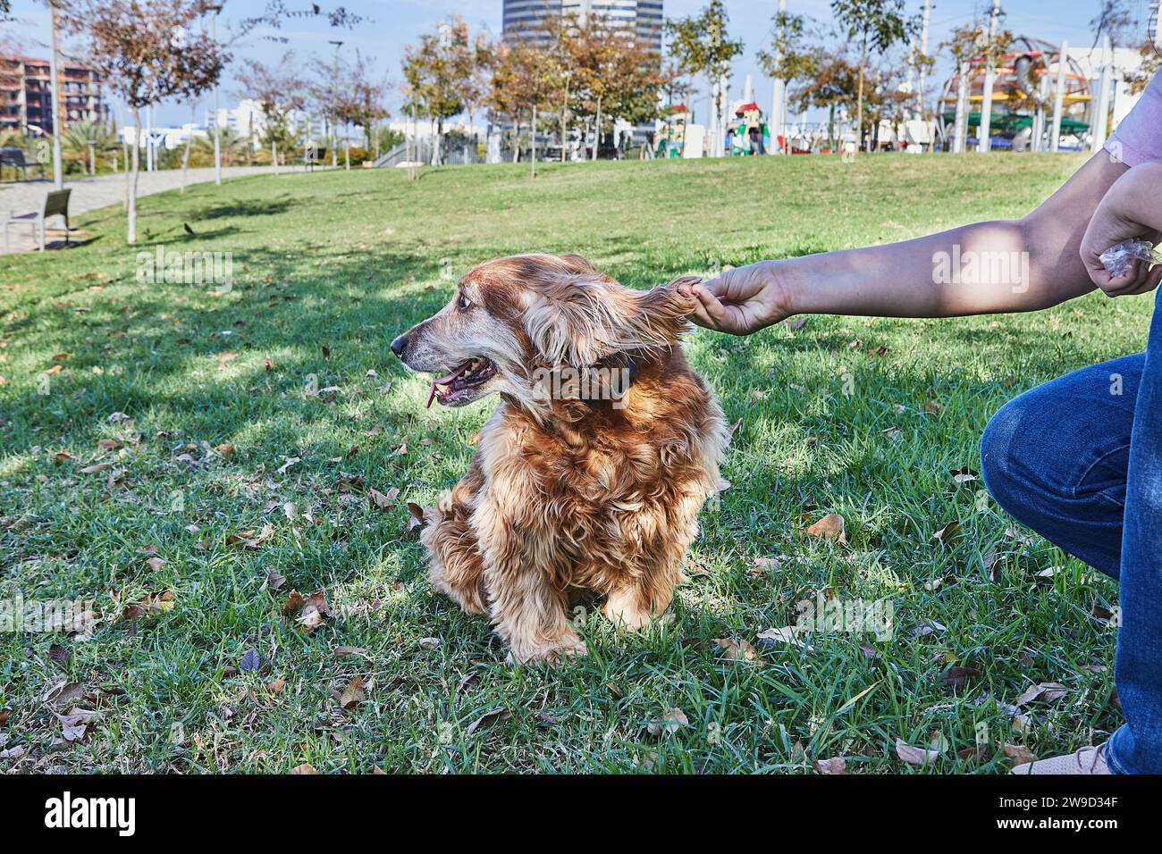 Il bellissimo Cocker Spaniel americano si diverte a passeggiare in un parco verde mentre il suo proprietario lo accarezza amorevolmente. Il cane sembra contento nel beaut Foto Stock