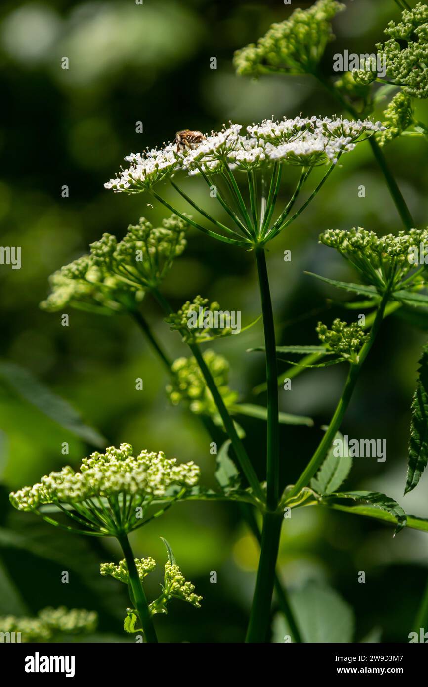 Conium maculatum, colloquialmente noto come hemlock, hemlock velenoso o hemlock selvatico, è una pianta erbacea biennale altamente velenosa in fiore nel carr Foto Stock