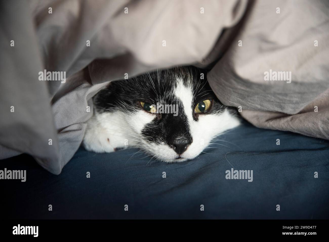 Gatto domestico che si nasconde per paura. Foto Stock