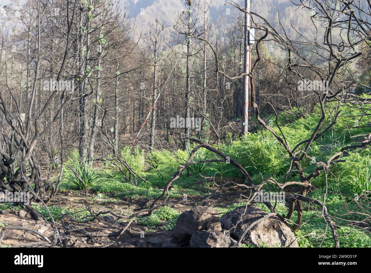 Alberi carbonizzati sull'isola delle Canarie di Tenerife dopo gli incendi boschivi del 2023 Foto Stock