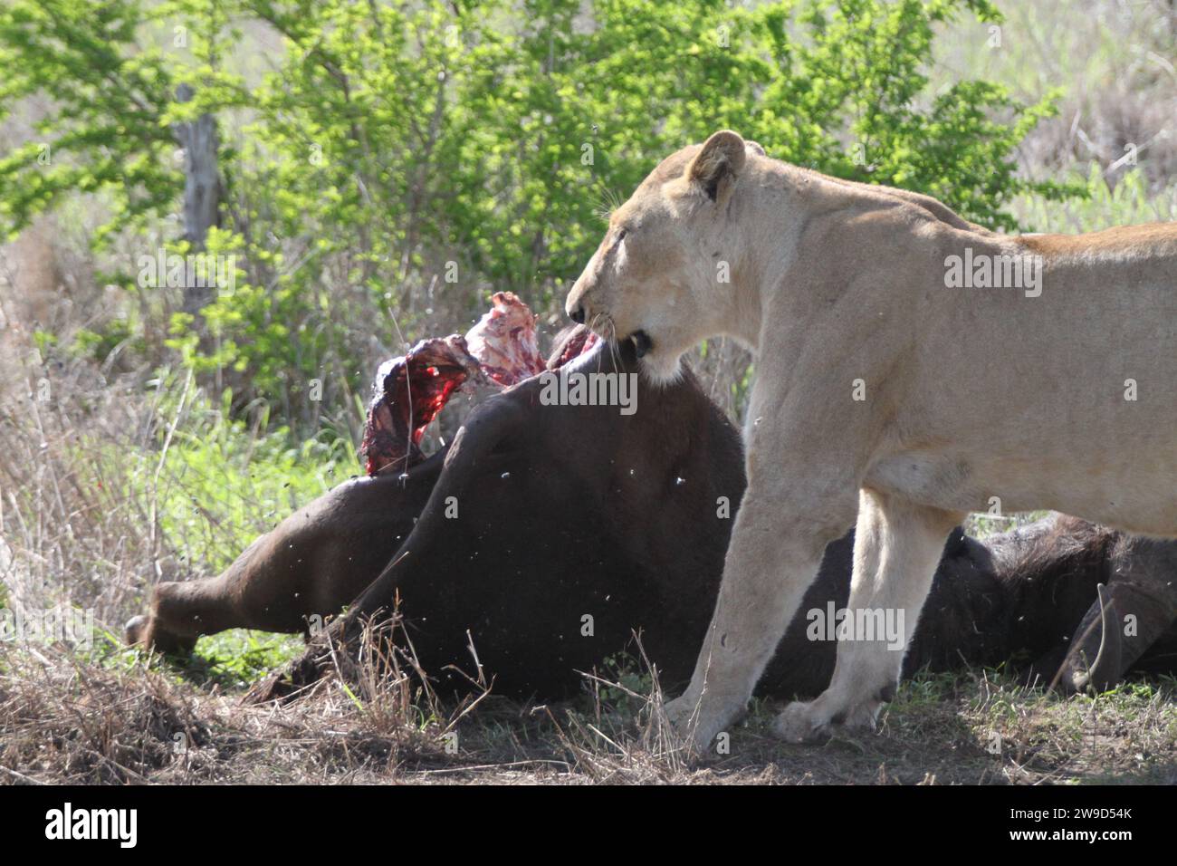 Un orgoglioso leone africano che banchetta con le sue prede appena catturate nel meraviglioso paesaggio della savana. Foto Stock