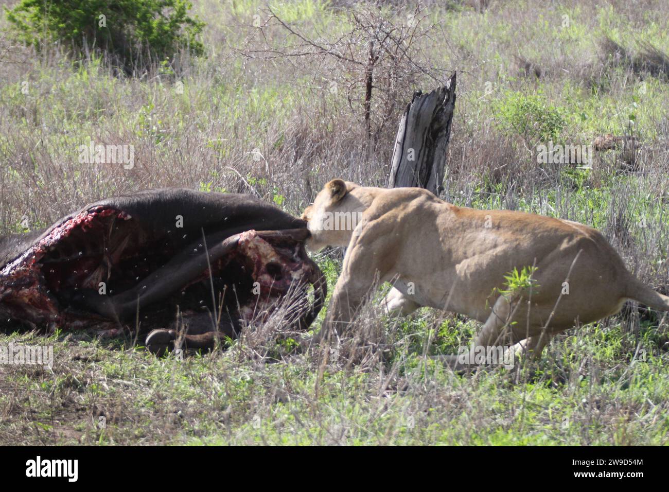 Un orgoglioso leone africano che banchetta con le sue prede appena catturate nel meraviglioso paesaggio della savana. Foto Stock