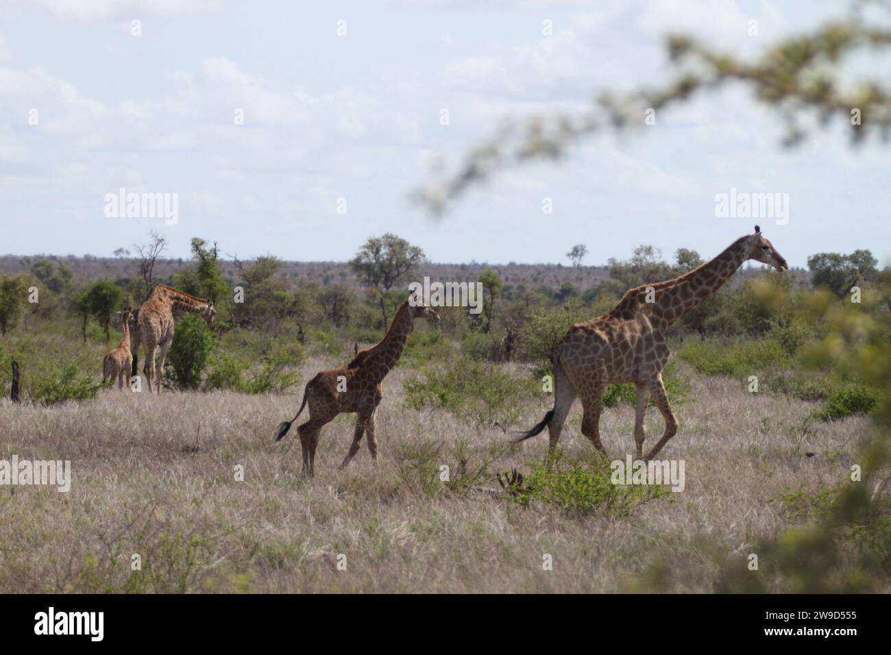 Le due giraffe che corrono in uno splendido paesaggio di savannah. Foto Stock