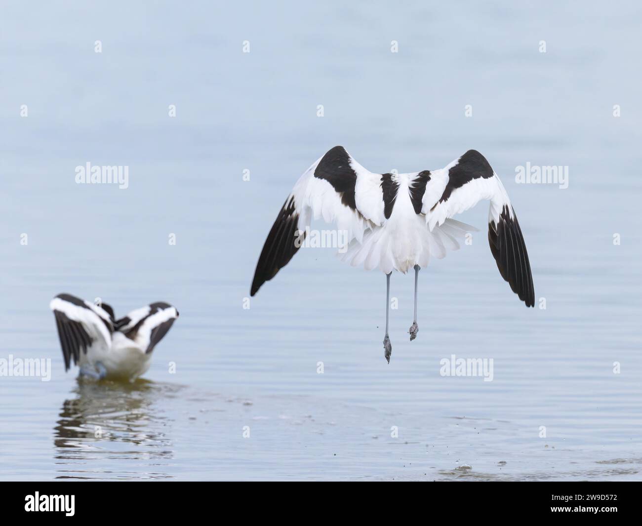 Pied avocets che volano via da uno stagno, giorno nuvoloso in inverno in Camargue (Provenza, Francia) Foto Stock