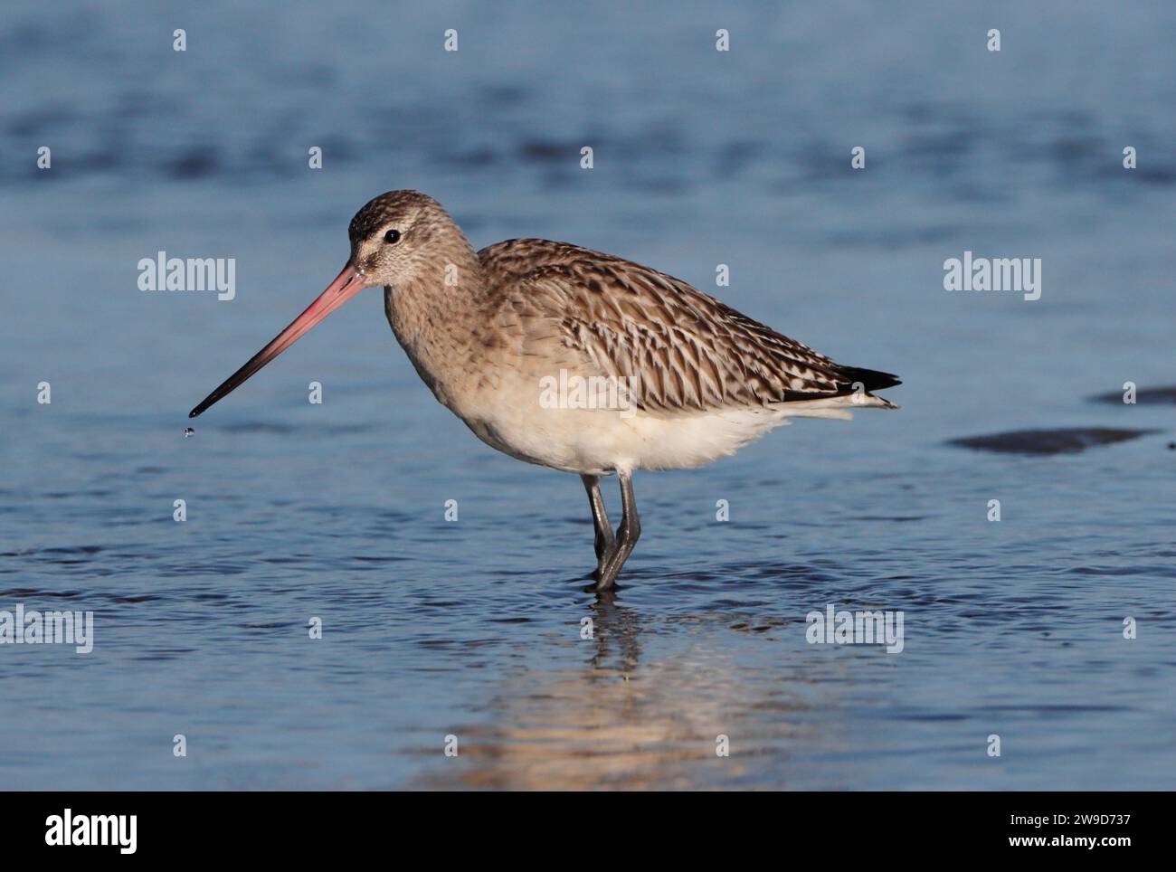 GODWIT CON CODA A BARRA, REGNO UNITO. Foto Stock