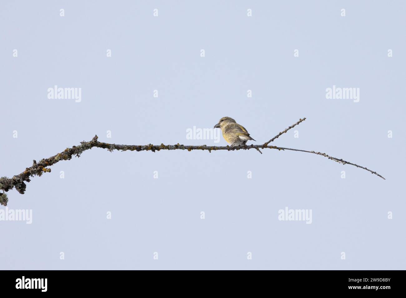 Una croce gialla, femminile (loxia curvirostra) è arroccata in alto sulla cima di un albero nella regione dolomitica dell'Italia. Inverno 2023 Foto Stock