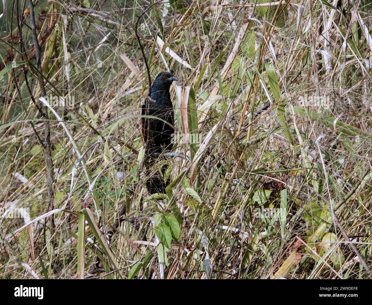 Un uccello nero è arroccato sulla cima di un verdeggiante campo di erba alta, le sue ali si estendono per crogiolarsi al sole Foto Stock
