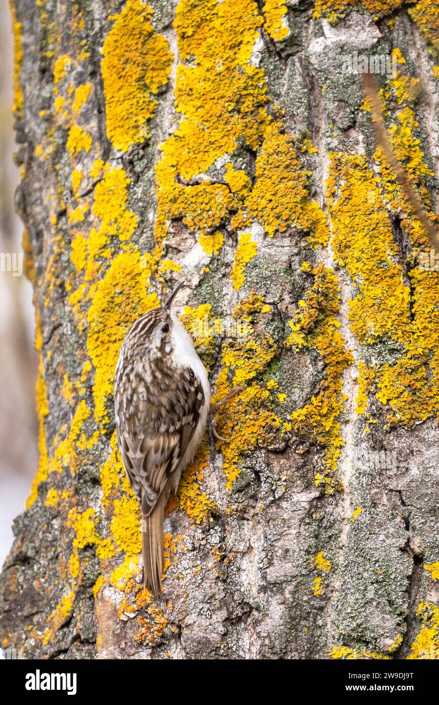 Uccello Treecreeper comune arroccato su tronco di albero ricoperto di lichene giallo brillante. Foto Stock