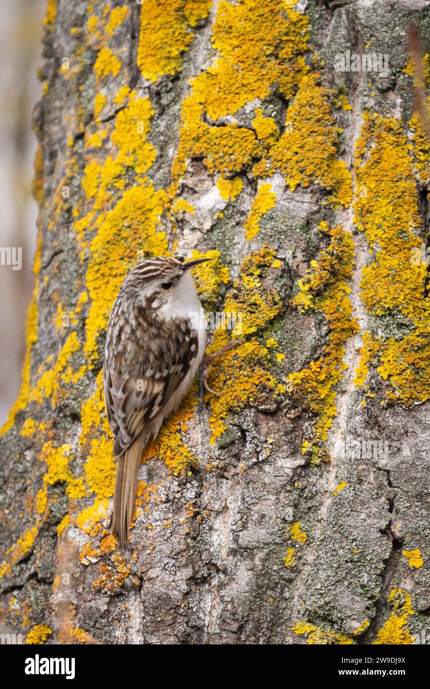 Uccello Treecreeper comune arroccato su tronco di albero ricoperto di lichene giallo brillante. Foto Stock