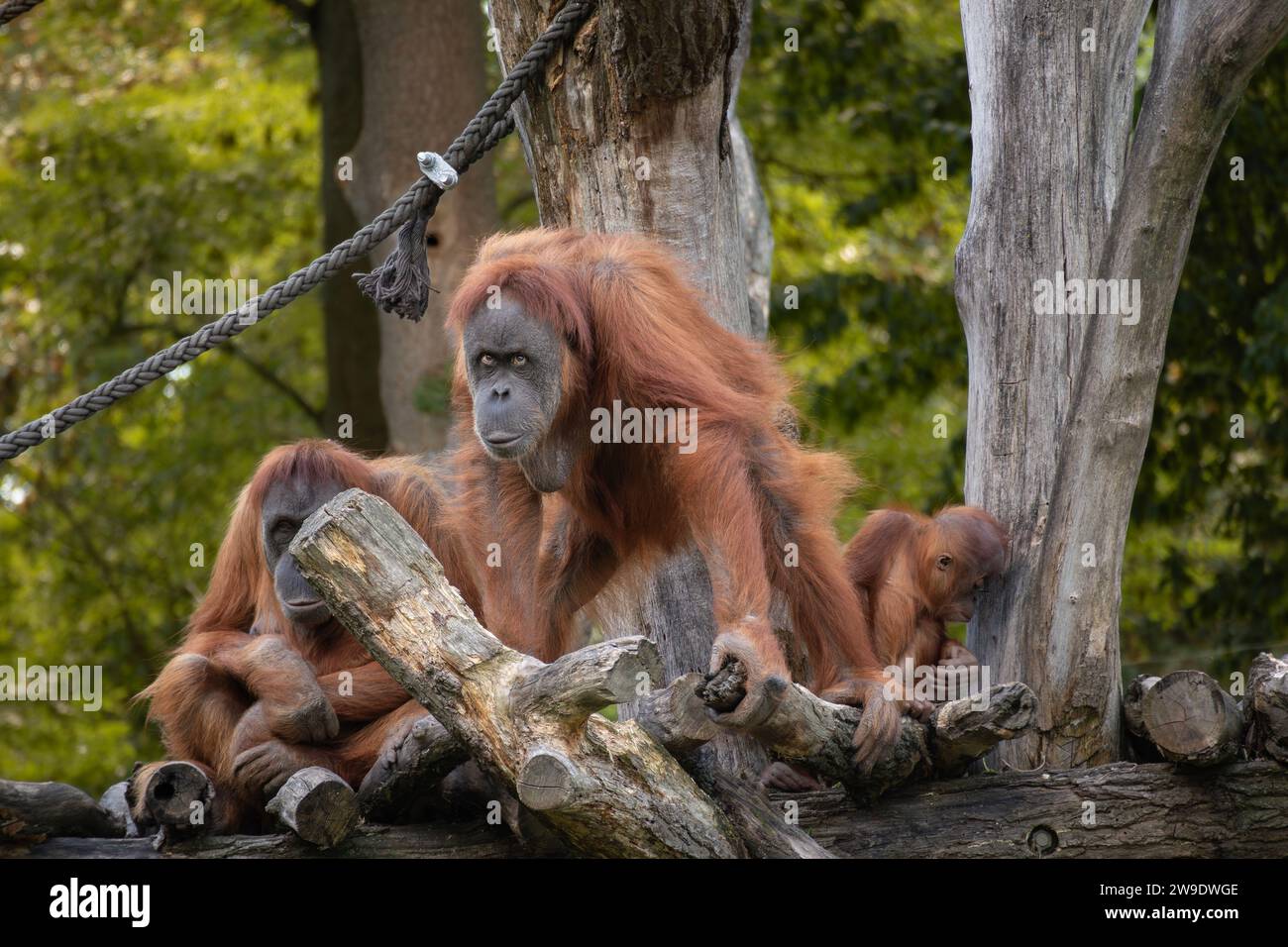 Famiglia degli oranghi di Sumatra nel giardino zoologico. Grandi scimmie nello zoo. Animali a rischio di estinzione critica nel parco all'aperto. Foto Stock