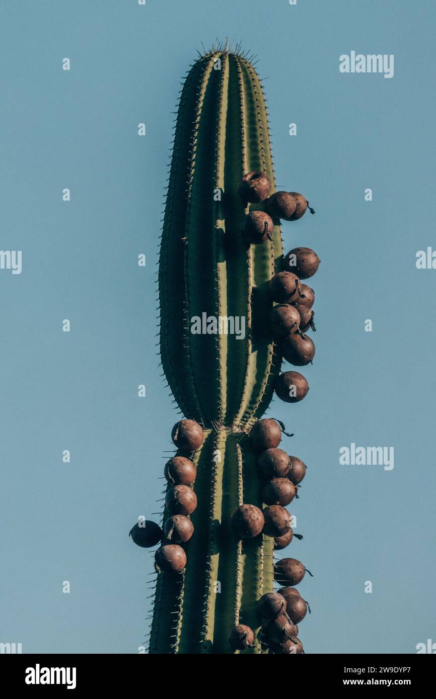 Un cactus alto con frutta contro un cielo azzurro limpido sull'isola di San Cristobal, Galapagos, Ecuador. Foto Stock