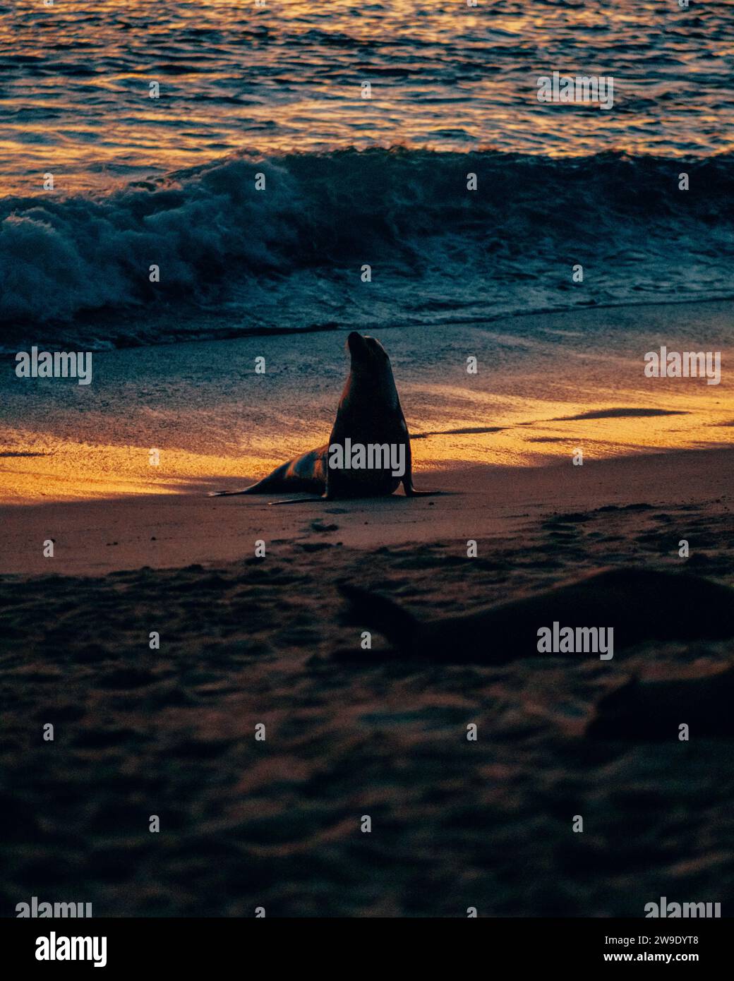 Leone marino che si crogiola nel bagliore del tramonto sulla spiaggia di San Cristobal Island, Galapagos, Ecuador. Foto Stock