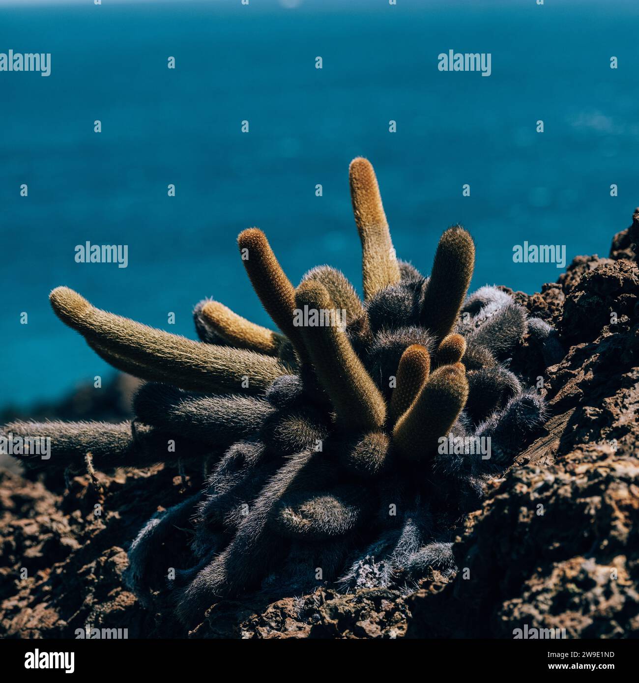 Cactus lavico a Bartolome, Isole Galapagos, pianta endemica Foto Stock