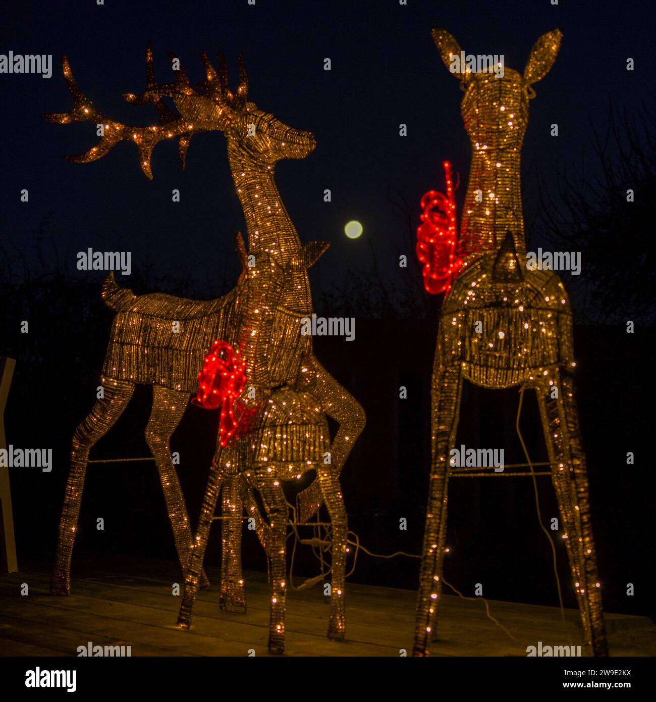 Una famiglia di luci natalizie, cervi in rattan con archi rossi, con la luna piena sullo sfondo, luci natalizie all'aperto. Foto Stock