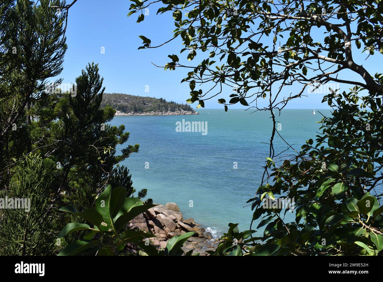 Vegetazione tropicale che include pini Hoop, sulla costa rocciosa tra Nelly Bay e Geoffrey Bay, vista dalla Gabul Way a piedi e in bicicletta Foto Stock
