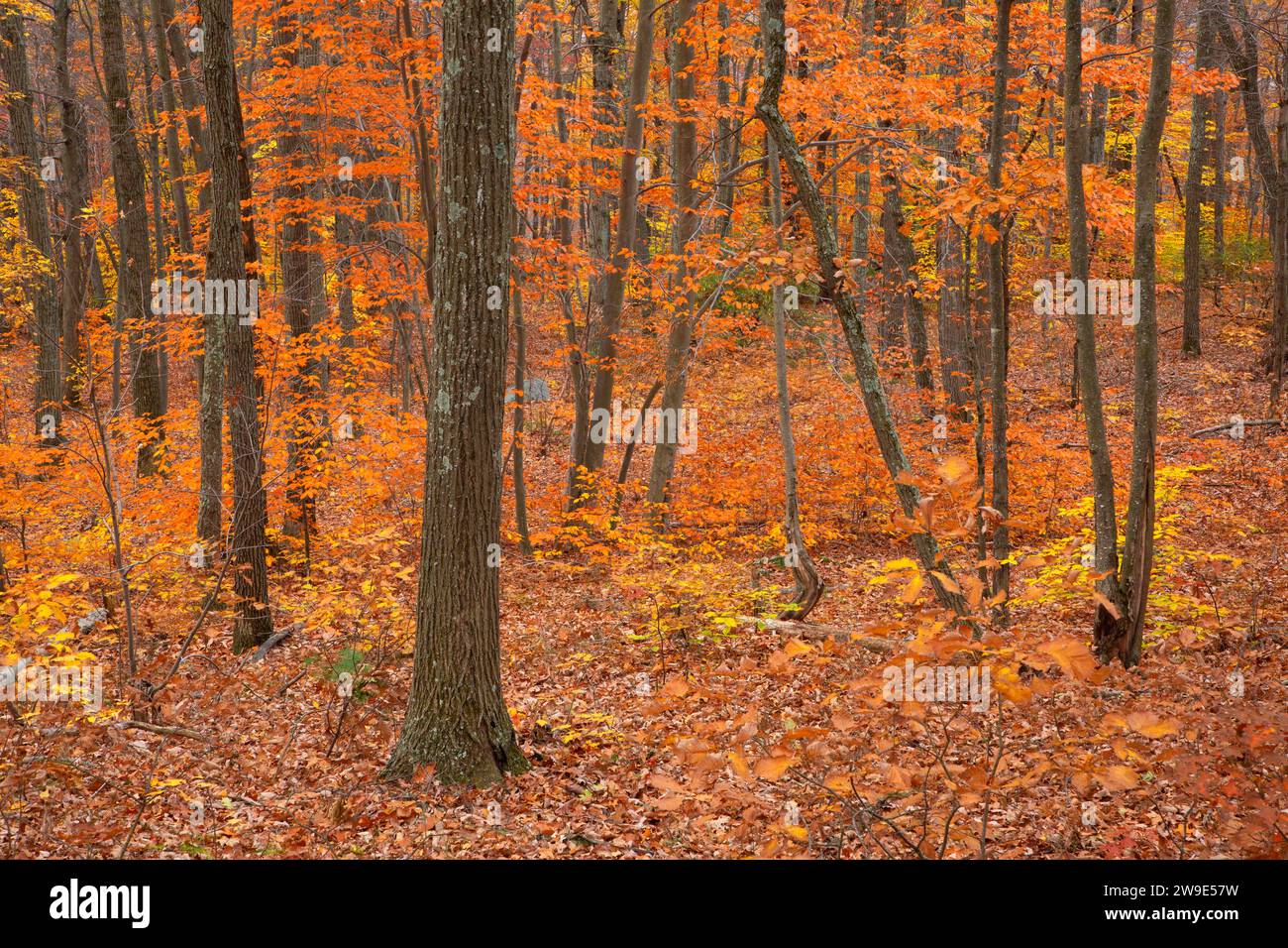 Autunno, Taine Mountain Preserve, Burlington, Connecticut Foto Stock